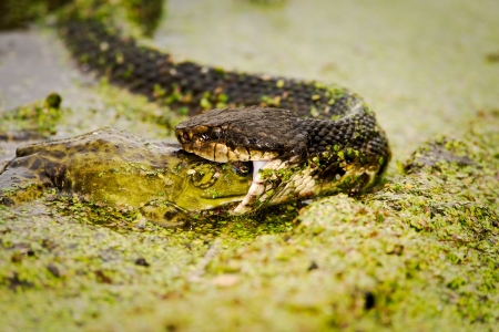 Water Moccasin  Agkistrodon piscivorus  eating a male Bullfrog  Rana catesbeiana    Shot at Brazos Bend State Park near Houston, Texas の写真素材