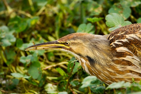 American Bittern  Botaurus lentiginosus  with small fish   Shot at Brazos Bend State Park near...