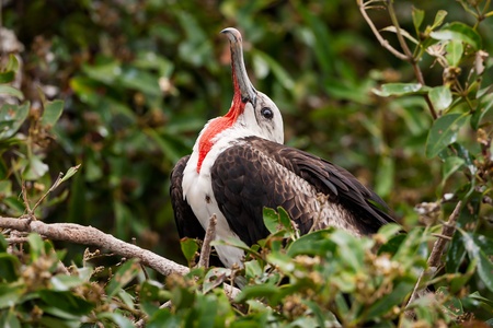 An immature, male Magnificent Frigatebird  Fregata magnificens    The photo was taken in a rookery...