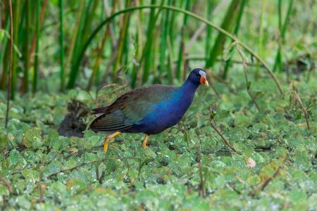 Purple Gallinule  Porphyrio martinica , Brazoria National Wildlife Refuge, near Houston, Texas の写真素材