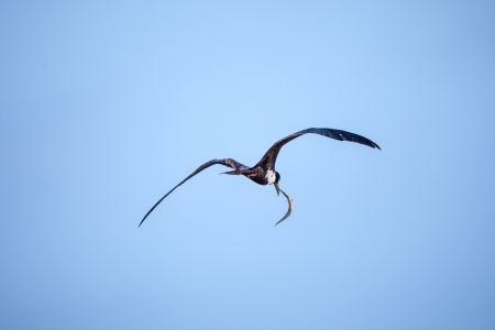 A female frigatebird  Fregata magnificens  flying off with a captured Needlefish   Shot at Playas, Ecuador の写真素材