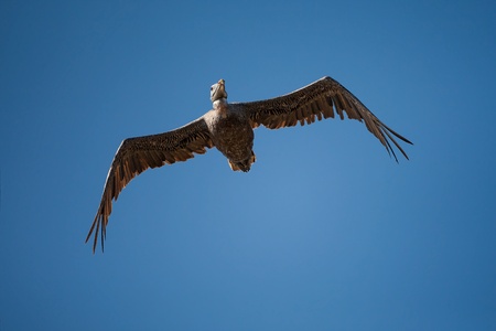 Brown Pelican  Pelecanus occidentalis  from below   Shot at Playas, Ecuador 