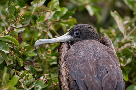 A female Magnificent Frigatebird
