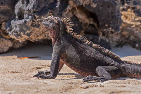 A male Marine Iguana Amblyrhynchus cristatus albemarlensis from Isla Isabela Galapagos Islands Ecuador.の写真素材