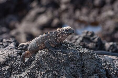 A juvenile Marine Iguana Amblyrhynchus cristatus albemarlensis sunning itself on lava on Isla Isabela Galapagos Islands Ecuador.の写真素材