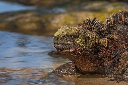 A large adult male Marine Iguana Amblyrhynchus cristatus albemarlensis shot on Isla Isabela Galapagos Islands Ecuador.の写真素材