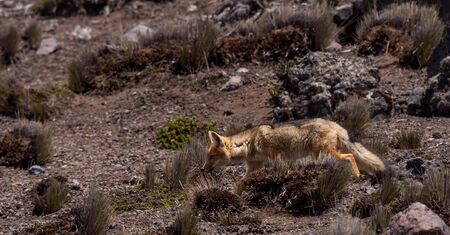 The Andean Fox Lycalopex culpaeus also known as Culpeo Zorro Culpeo or Andean Wolf.  This is a young animal and was shot in Chimborazo National Park at about 4800 meters high in the Andes mountains of Ecuador.の写真素材