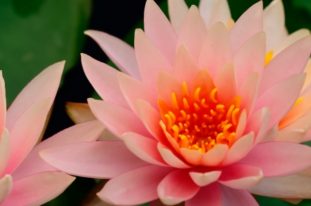 A lotus shoot with marco lensの写真素材