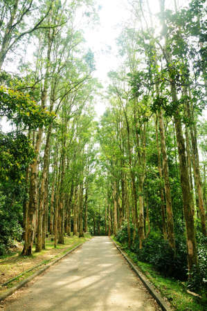 Wood with path at the middleの写真素材