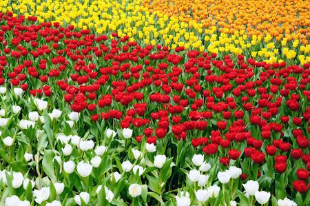 Tulip Field of white, red, yello colorの写真素材