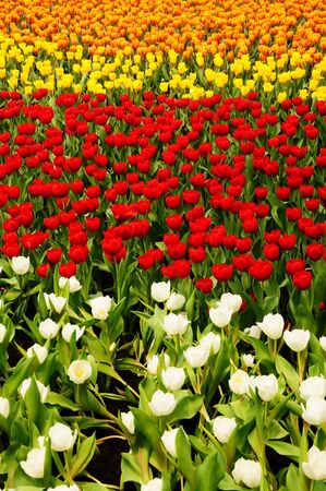 Tulip Field of different colorの写真素材