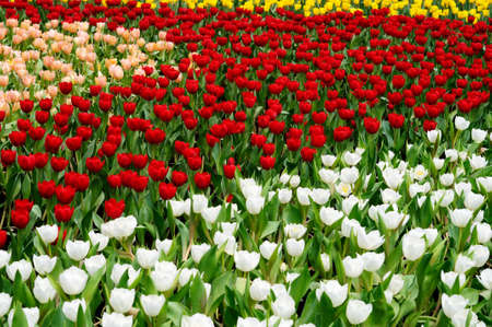 Tulip Field of different colorの写真素材