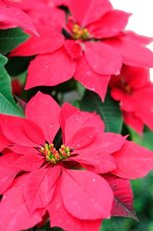 Christmas flowers blur in a distance, white background の写真素材