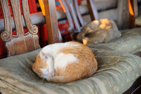 Sleeping little cat on a chairの写真素材