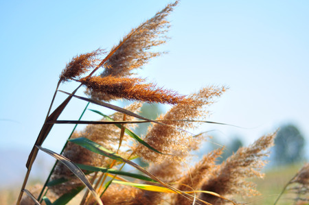 A large group of common reed close upの写真素材
