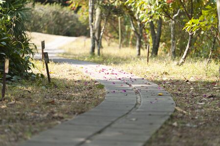 Stone path with flower petal on it