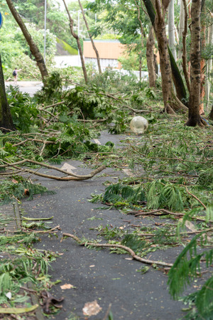HONG KONG: Tree fall down and blocking the path, , after Super Typhoon Mangkhut hit Hong Kongの写真素材