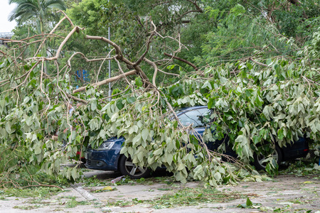 HONG KONG: Tree fallen on top of parking car, after Super Typhoon Mangkhut hit Hong Kong.の写真素材