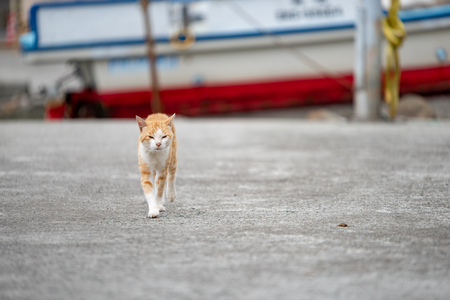 A beautiful ginger cat walking in the streetの写真素材