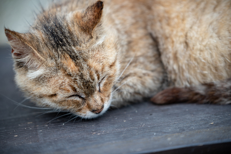 Small kitten sleeping at outsideの写真素材