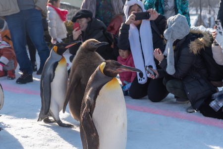 HOKKAIDO, JAPAN - Feb 20,2019 : Penguin walking parade at Asahiyama Zoo.のeditorial素材