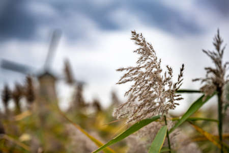 Dutch famous landscape, windmills at villageの写真素材
