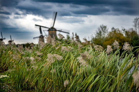 Dutch famous landscape, windmills at villageの写真素材