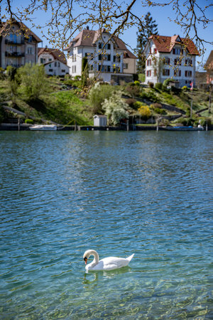 An idyllic view of the Rhine River banksの写真素材