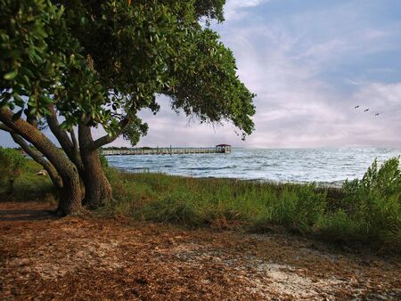 Tree over Bayの写真素材