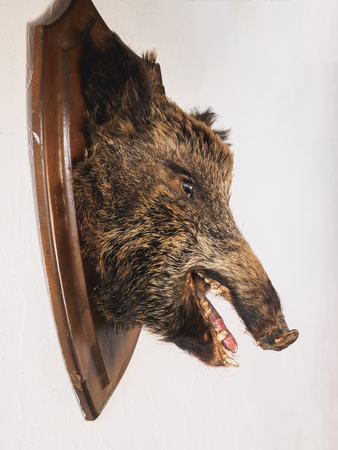 Stuffed pig boar head on the wall in hunter house.の写真素材