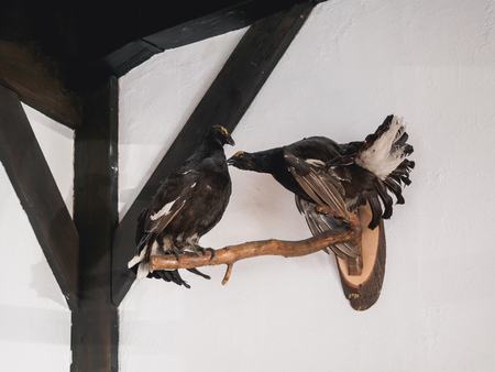 stuffed grouse on the wall in hunter house.の写真素材