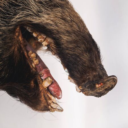Stuffed pig boar head on the wall in hunter house.の写真素材