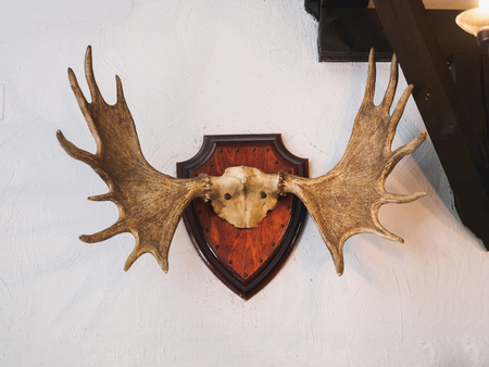 Stuffed animal horns on the wall in hunter house.