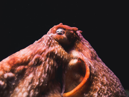 Red octopus with tentacles on aquarium of lisbon oceanarium.の写真素材