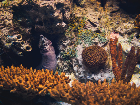 Moray sea animal in the aquarium in oceanarium.