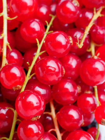 branches of red currant texture macro background.
