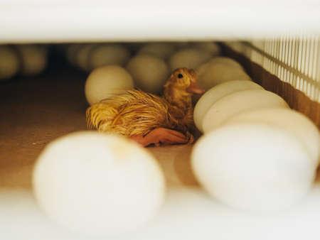 newborn duck chicken in egg storage production.の写真素材