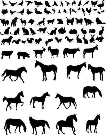 animals collection  のイラスト素材