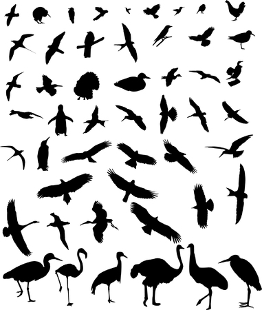 birds silhouette collection のイラスト素材