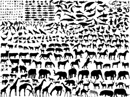 big collection of different animals silhouetteのイラスト素材