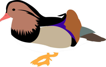 cartoon duck - vectorのイラスト素材