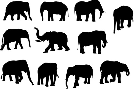 collection of elephants - vectorのイラスト素材