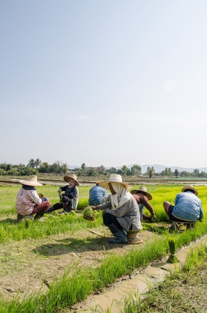 Thai farmerの素材