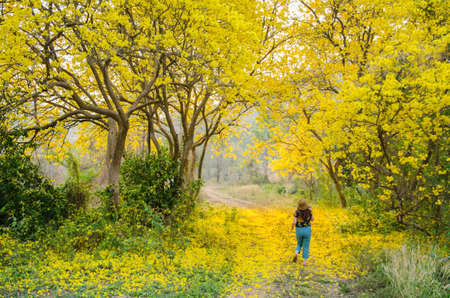 Yellow flower in the forrestの素材