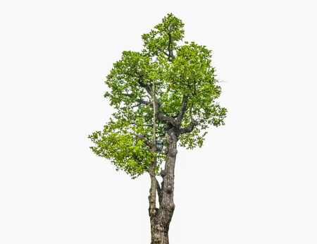 Green tree isolated on white