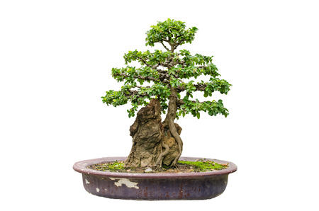 bonsai tree Isolated on white backgroundの写真素材