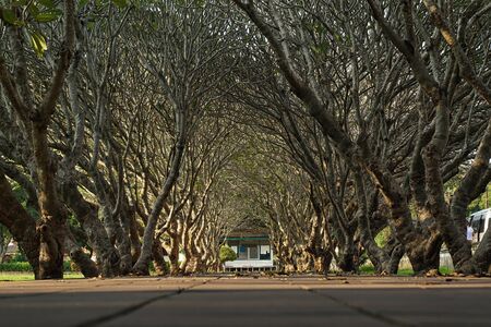 Plumeria tunnel at Nan National Museum, Nan, Thailandの写真素材