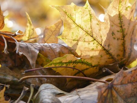 A autumn leaf in a beautiful light, making it seems like gold.の写真素材