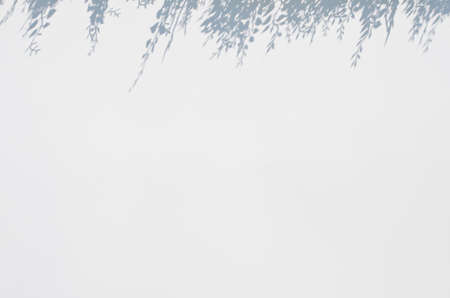 white blur background with flower shadow aboveの写真素材