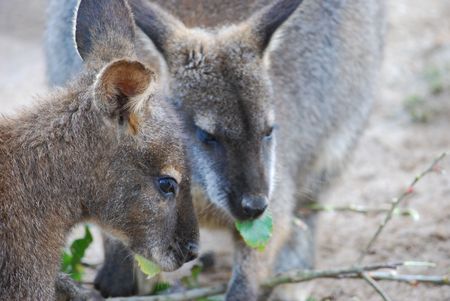 Possums feedingの写真素材